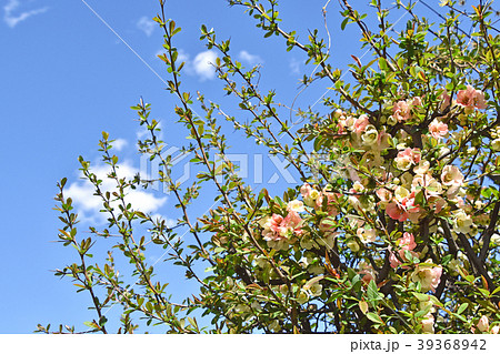 ボケ(木瓜) ボケ(木瓜) 39368942