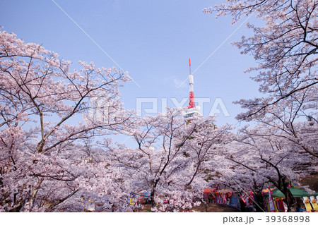 宇都宮市 八幡山公園 花見広場の写真素材