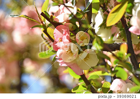 ボケ（木瓜） 39369021