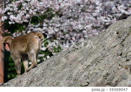 猿と桜 39369047