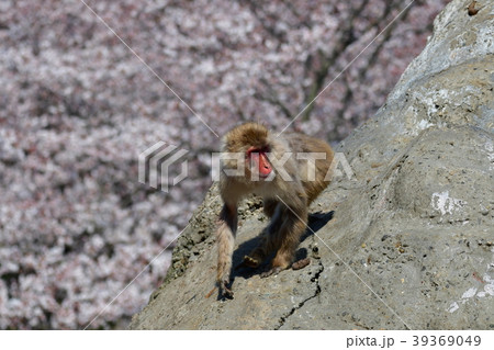 猿と桜 猿と桜 39369049