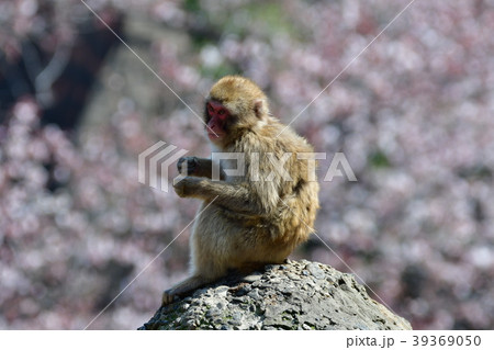 猿と桜 39369050