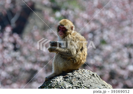 猿と桜 39369052