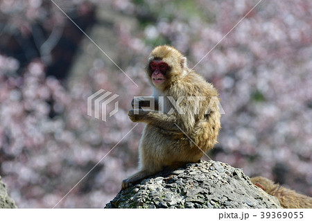 猿と桜 猿と桜 39369055