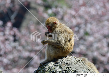 猿と桜 39369056