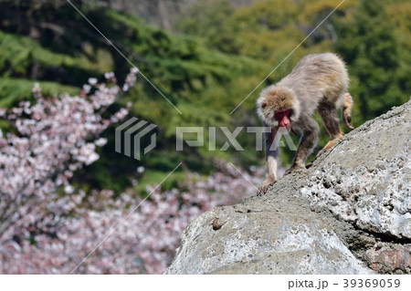 猿と桜 39369059