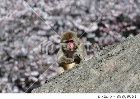 猿と桜 39369061