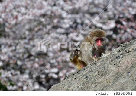 猿と桜 39369062