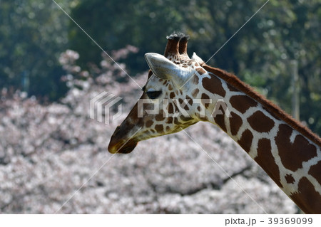 麒麟と桜 麒麟と桜 39369099