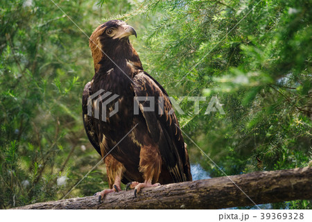 Golden eagle looking around 39369328
