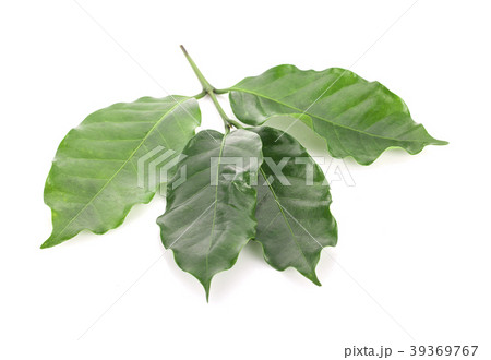 Leaves coffee tree isolated on white background 39369767