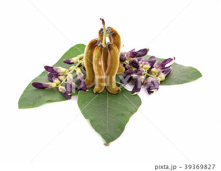 Mucuna pruriens isolated on white background Mucuna pruriens isolated on white background 39369827