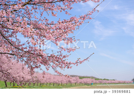 安行寒桜の並木 枝越しに続く桜並木 埼玉県坂戸市 2018 c 安行寒桜の並木 枝越しに続く桜並木 埼玉県坂戸市 2018 c 39369881