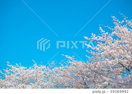 桜 春 満開 桜 春 満開 39369992