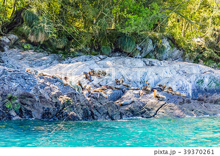 オタリアの群れ 39370261