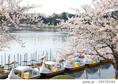 千波湖の桜 茨城県水戸市の写真素材