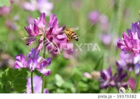 日本ミツバチとレンゲソウの花 39370382