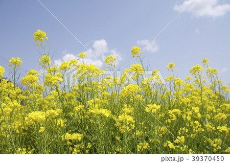 菜の花 菜の花 39370450