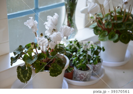 窓辺の花 39370561