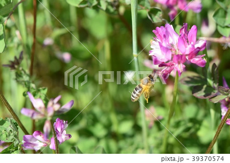 ミツバチとレンゲソウの花 日本ミツバチ 西洋ミツバチ 蜂蜜 春 ミツバチとレンゲソウの花 日本ミツバチ 西洋ミツバチ 蜂蜜 春 39370574