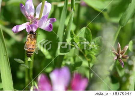 ミツバチとレンゲソウの花 日本ミツバチ　西洋ミツバチ　蜂蜜　春 レンゲソウ 39370647