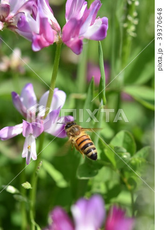 ミツバチとレンゲソウの花 日本ミツバチ　西洋ミツバチ　蜂蜜　春 レンゲソウ 39370648