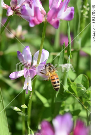 ミツバチとレンゲソウの花 日本ミツバチ 西洋ミツバチ 蜂蜜 春 レンゲソウ ミツバチとレンゲソウの花 日本ミツバチ 西洋ミツバチ 蜂蜜 春 レンゲソウ 39370649
