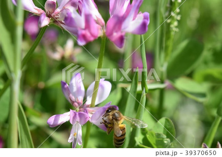 ミツバチとレンゲソウの花 日本ミツバチ　西洋ミツバチ　蜂蜜　春 レンゲソウ 39370650