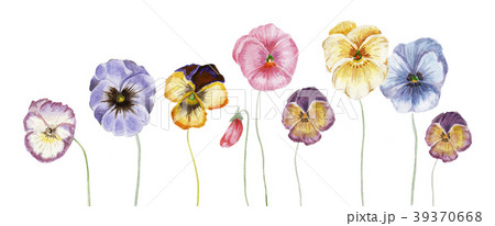 Watercolor Pansy Flowersのイラスト素材