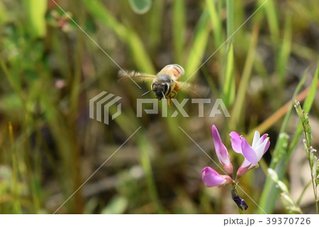 ミツバチとレンゲソウの花 日本ミツバチ 西洋ミツバチ 蜂蜜 春 れんげそうとミツバチ ミツバチとレンゲソウの花 日本ミツバチ 西洋ミツバチ 蜂蜜 春 れんげそうとミツバチ 39370726
