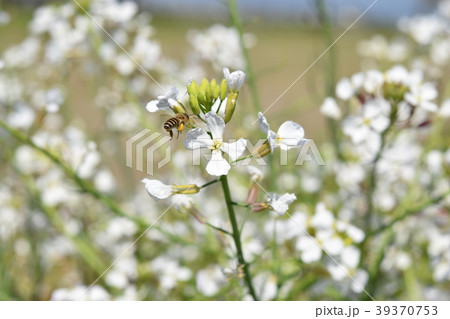 ミツバチとレンゲソウの花 日本ミツバチ 西洋ミツバチ 蜂蜜 春 ミツバチとレンゲソウの花 日本ミツバチ 西洋ミツバチ 蜂蜜 春 39370753