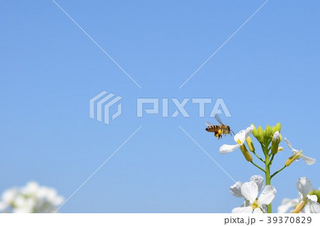 ミツバチとダイコンの花 39370829