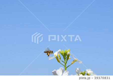ミツバチとダイコンの花 39370831
