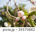 桜　花　つぼみ 39370862