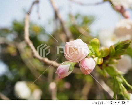 桜 花 つぼみ 桜 花 つぼみ 39370862