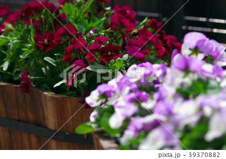 春の花 39370882