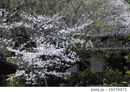 入来の麓武家屋敷群(西郷どんのロケ地) 薩摩川内市 鹿児島県 入来の麓武家屋敷群(西郷どんのロケ地) 薩摩川内市 鹿児島県 39370972