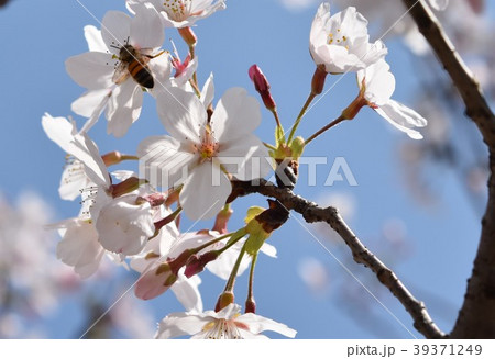 サクラ 桜 ミツバチ さくら 花びら 春 満開 サクラ 桜 ミツバチ さくら 花びら 春 満開 39371249