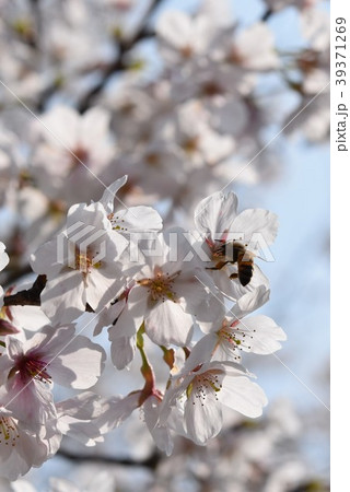 サクラ　桜　ミツバチ　さくら　花びら　春　満開 39371269