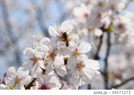 サクラ 桜 ミツバチ さくら 花びら 春 満開の写真素材