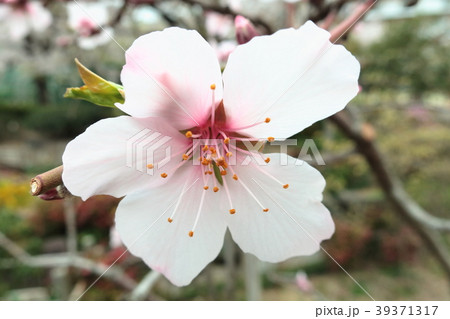 朝日を浴びて幻想的に浮かび上がり生き生きとしているピンク色の花(アーモンド) 朝日を浴びて幻想的に浮かび上がり生き生きとしているピンク色の花(アーモンド) 39371317
