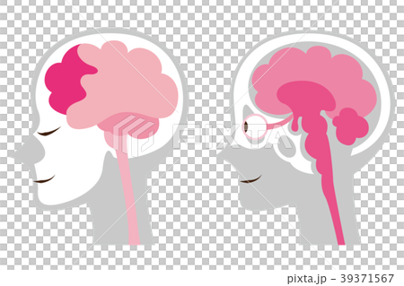脳のイラスト　ボディグレー 39371567