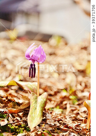 早春に咲くカタクリの花の写真素材