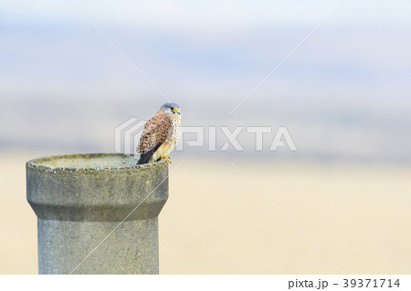 チョウゲンボウ雄 39371714