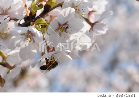 サクラ 桜 ミツバチ さくら 花びら 春 満開 サクラ 桜 ミツバチ さくら 花びら 春 満開 39371831