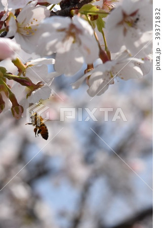 サクラ 桜 ミツバチ さくら 花びら 春 満開 サクラ 桜 ミツバチ さくら 花びら 春 満開 39371832