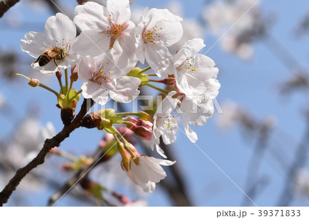 サクラ 桜 ミツバチ さくら 花びら 春 満開 サクラ 桜 ミツバチ さくら 花びら 春 満開 39371833