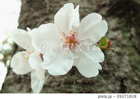 朝日を浴びて生き生きとして浮かび上がった白色の花(桜:ソメイヨシノ) 39371838