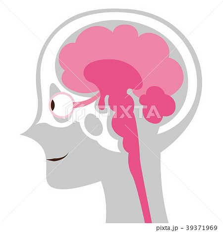 脳の断面イメージイラスト ボディグレーのイラスト素材