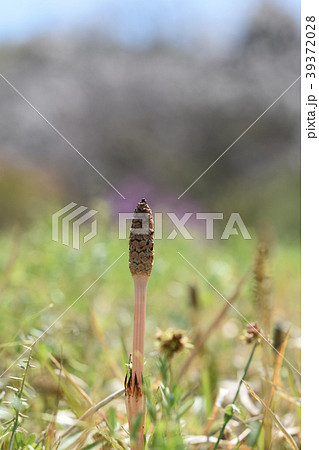 つくし 土筆 春 食材の写真素材